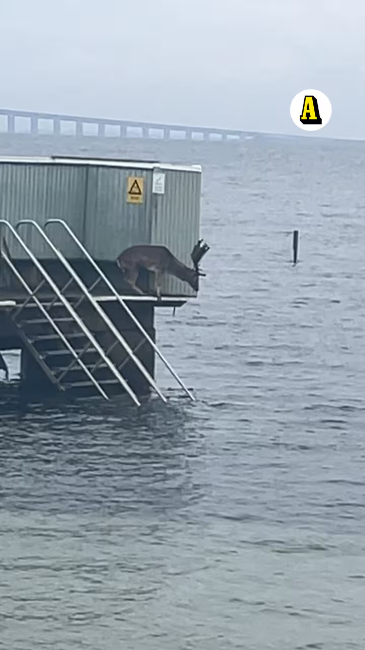 Dovhjort klättrar nedför kallbadhusets badtrappa med Öresundsbron i bakgrunden