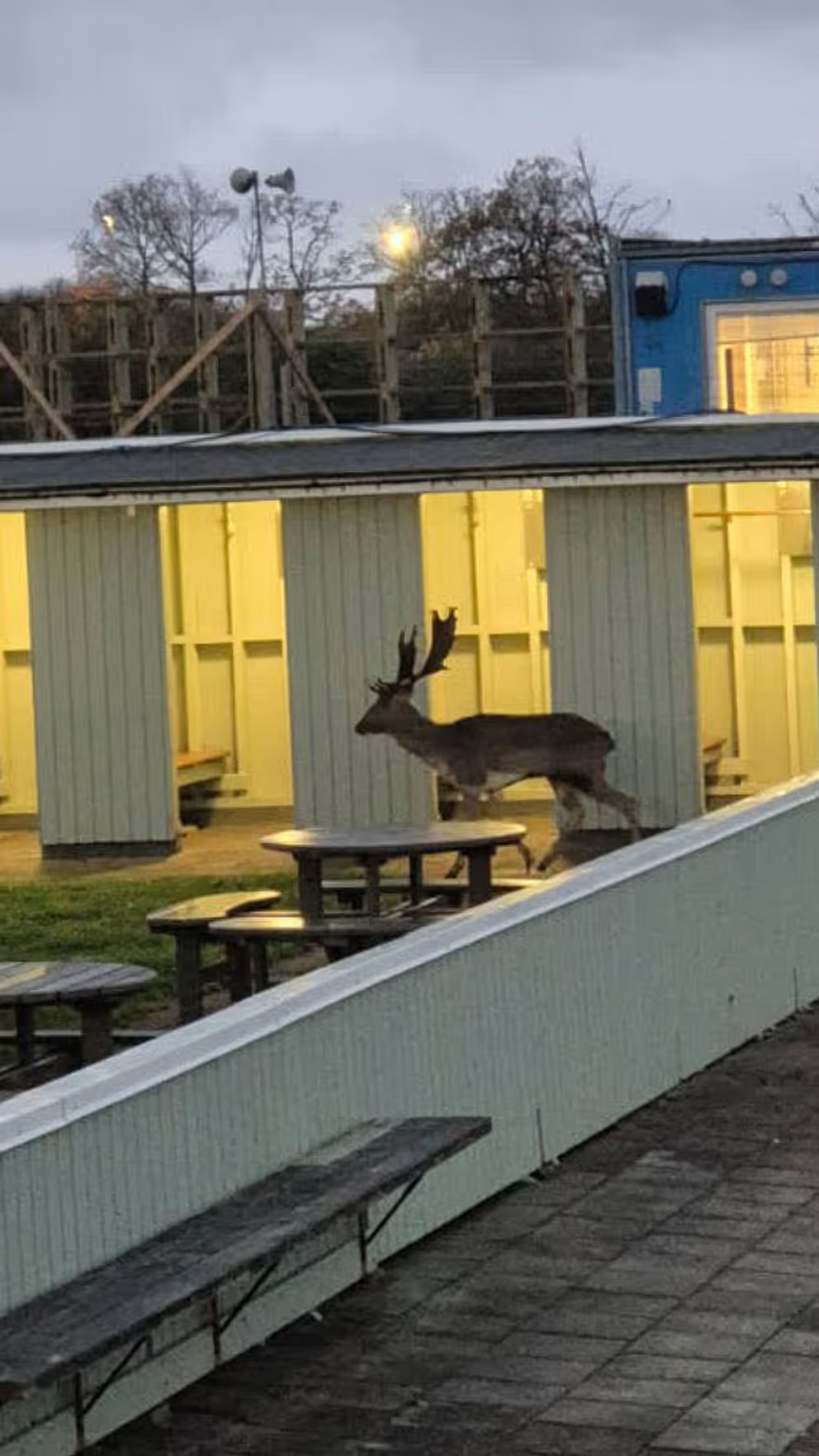 Dovhjort med stora horn vandrar mellan omklädningsrummen på Sibbarps kallbadhus i gryningen